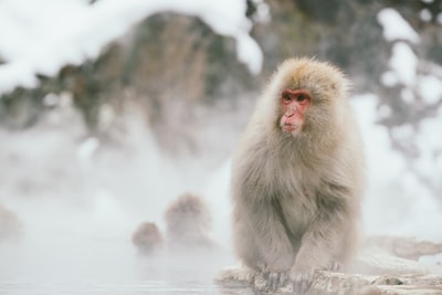日本猕猴坐在岩石选择聚焦摄影
